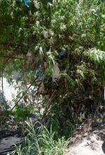 Trash in Bamboo from floods