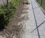 Maintenance problem - cause of clogging - credit Antal zuurman