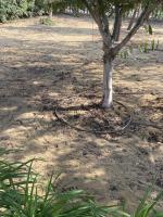 Drip irrigation 
