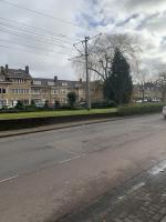 Bomen naast de trambaan in het midden van de straat