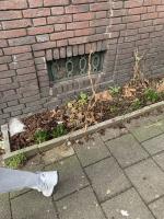 Een geveltuin. Deze is een van de weinige in de straat op het moment (12-2-24)
