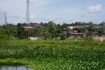 Water Hyacinths