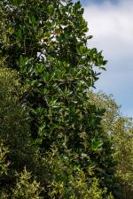 Mangrove Seed Pods; Fieldvisit 14 June 2024 - by Ruben Matahelumual