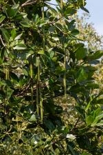 Mangrove Seed Pods; Fieldvisit 14 June 2024 - by Ruben Matahelumual