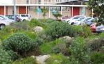 https://www.ajlajournal.org/articles/a-landscape-of-healing-on-the-cape-flats