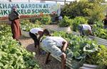 https://urbanharvest.co.za/ikhaya-garden/