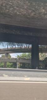 Vegetation growing against concrete fly-over