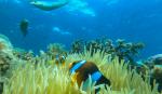 Anemone fish; Fieldvisit 13 May 2024 - by Ruben Matahelumual