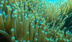 Clown Fish; Fieldvisit 13 May 2024 - by Ruben Matahelumual