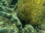 Giant Clam & Carpet Anemones; Fieldvisit 13 May 2024 - by Ruben Matahelumual