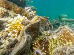 Giant Clam; Fieldvisit 13 May 2024 - by Ruben Matahelumual