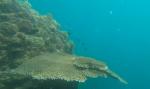 Table Coral; Fieldvisit 13 May 2024 - by Ruben Matahelumual