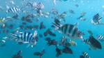 Various Fish; Fieldvisit 13 May 2024 - by Ruben Matahelumual