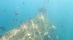 Fish and Gunboat; Fieldvisit 13 May 2024 - by Ruben Matahelumual