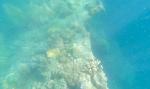 Coral on Gunboat; Fieldvisit 13 May 2024 - by Ruben Matahelumual