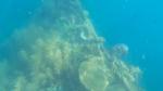 Coral on gunboat; Fieldvisit 13 May 2024 - by Ruben Matahelumual