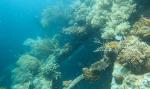 Coral on Gunboat; Fieldvisit 13 May 2024 - by Ruben Matahelumual