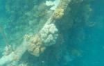 Coral and Anemones on gunboat; Fieldvisit 13 May 2024 - by Ruben Matahelumual