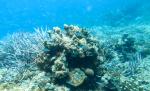 Reef next to Gunboat;Fieldvisit 13 May 2024 - by Ruben Matahelumual