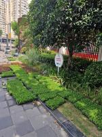 Planting of public green spaces