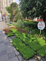 Planting of public green spaces