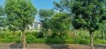 Putian University Campus - planted road vegetation