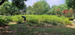 Campus picking garden with jasmine tea - Fuzhou University, Fuzhou, Fujian, China