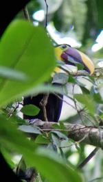 Tucan - Pierella Ecological Garden, Horquetas, Costa Rica