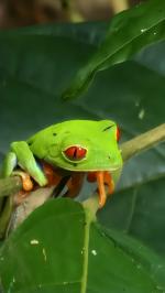 Red eyed maki frog (Agalychnis callidryas) - Pierella Ecological Garden, Horquetas, Costa Rica