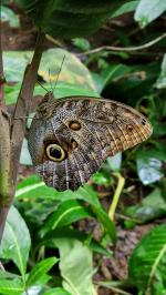 Butterfly - Pierella Ecological Garden, Horquetas, Costa Rica