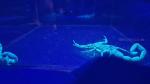 Biofluorescence at exoskeleton of scorpion - Pierella Ecological Garden, Horquetas, Costa Rica 