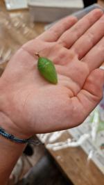 Cocoon - Pierella Ecological Garden, Horquetas, Costa Rica