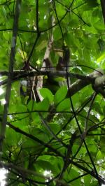 Sloth - Pierella Ecological Garden, Horquetas, Costa Rica
