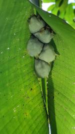 Bats hiding in leaf - Pierella Ecological Garden, Horquetas, Costa Rica