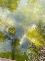 This picture shows polluted water characterized by a green layer caused by algae and reflections indicate the presence of debris 
