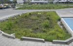 rain garden 