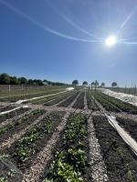 De tuin 8 weken na de aanleg van de no dig bedden