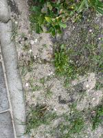 Fieldvsisit 6th of oktober 2025 - credit by Antal Zuurman