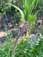 Fieldvisit 21st of august 2025 - credit by Antal zuurman