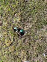 Fieldvisit 2nd of october 2025 - credit by Antal Zuurman