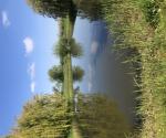 Hemelwater bergingsvijver. Hier komt al het regenwater in terrecht dat afkomstig is van de huizen uit de straten, De Parrehof, Kersenhof en Prommehof.