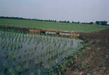 Constructed wetland lauwersoog