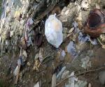 plastic wastes in the area