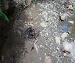 dead chicken