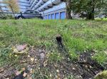 Fieldvisit 24th of september 2024 - credit by municipality of Leidschendam-Voorburg