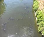 Fish species (source: Marieke de Groen, AquaLinks, 2019)