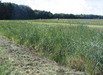 Ter Apel Constructed wetland