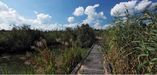 De Leemvallei Constructed wetland