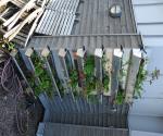 Vertical green experiment - droplet drainage from roof