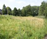 Swale after constrcution, without maintenace appplied - credit antal zuurman